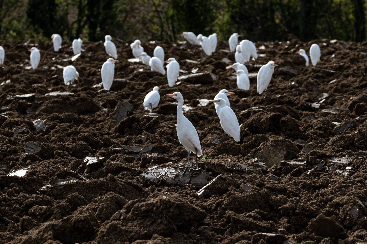 Airone Guardabuoi, Bubulcus ibis - Foto di Saša Alexandar Polimanti - animalwatching.it