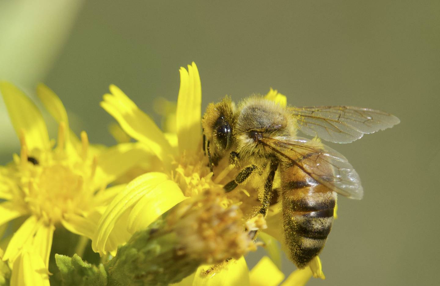 Ape Europea, Apis mellifera - Foto di Valentina Nuti - animalwatching.it Ape Europea, Apis mellifera - Foto di Valentina Nuti - animalwatching.it