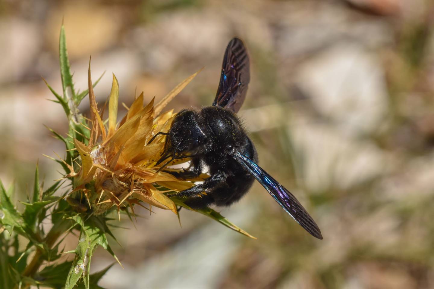 Ape Legnaiola, Xylocopa violacea - Foto di Saša Alexandar Polimanti - animalwatching.it Ape Legnaiola, Xylocopa violacea - Foto di Saša Alexandar Polimanti - animalwatching.it