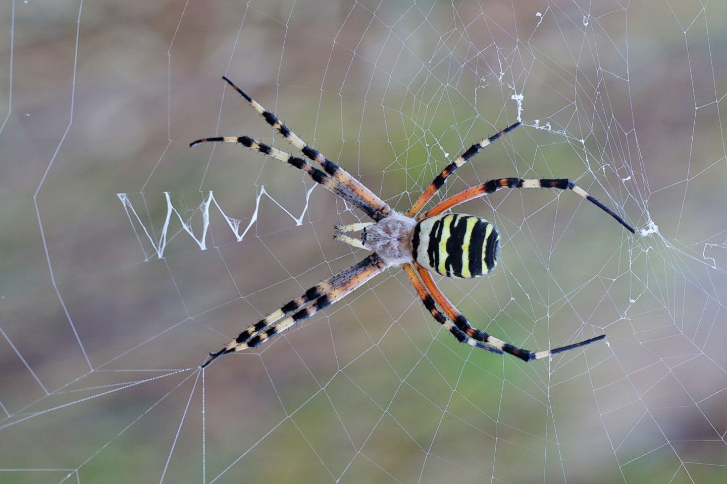 Ragno Vespa, Argiope bruennichi - Foto di Fabio Pisciotta - animalwatching.it