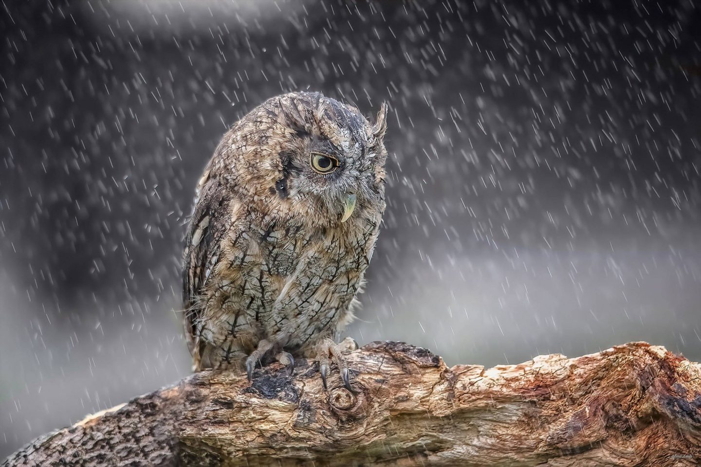 Assiolo Comune, Otus scops - Foto di Achille Frisoli - animalwatching.it