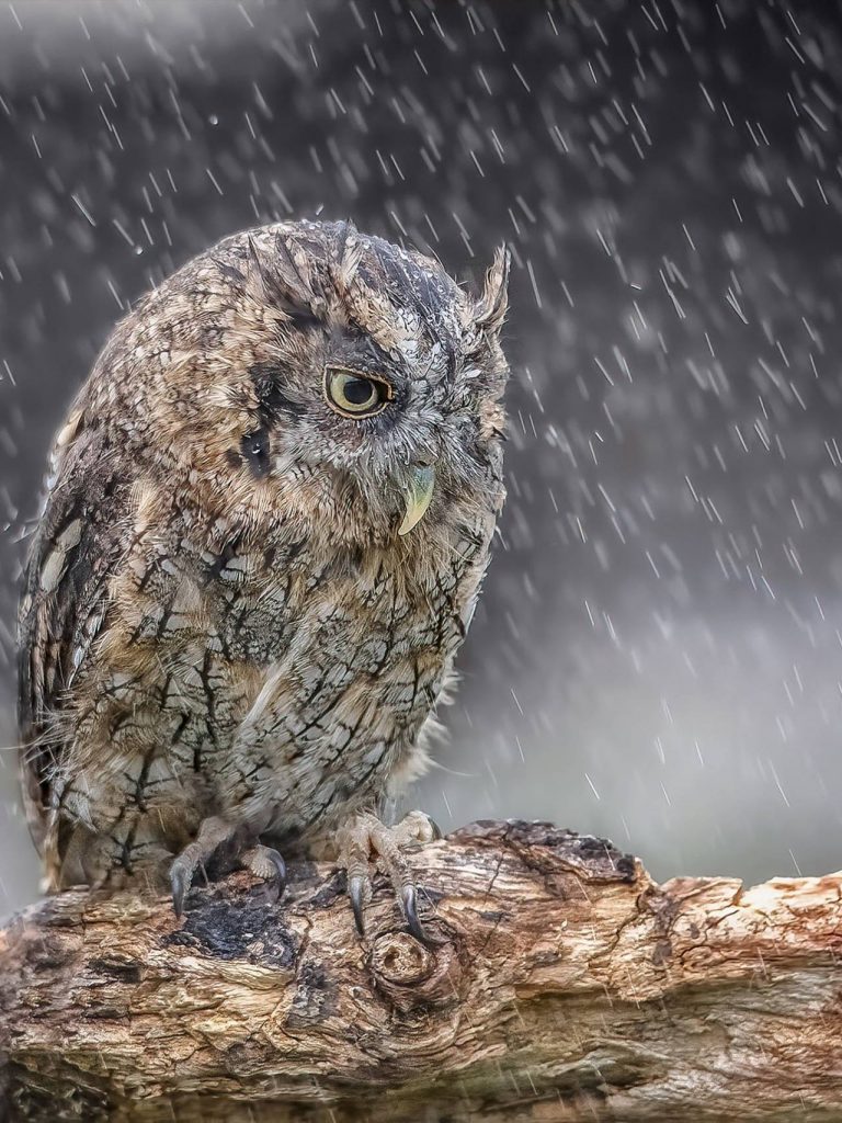 Il Portale dell’Animal Watching - animalwatching.it
