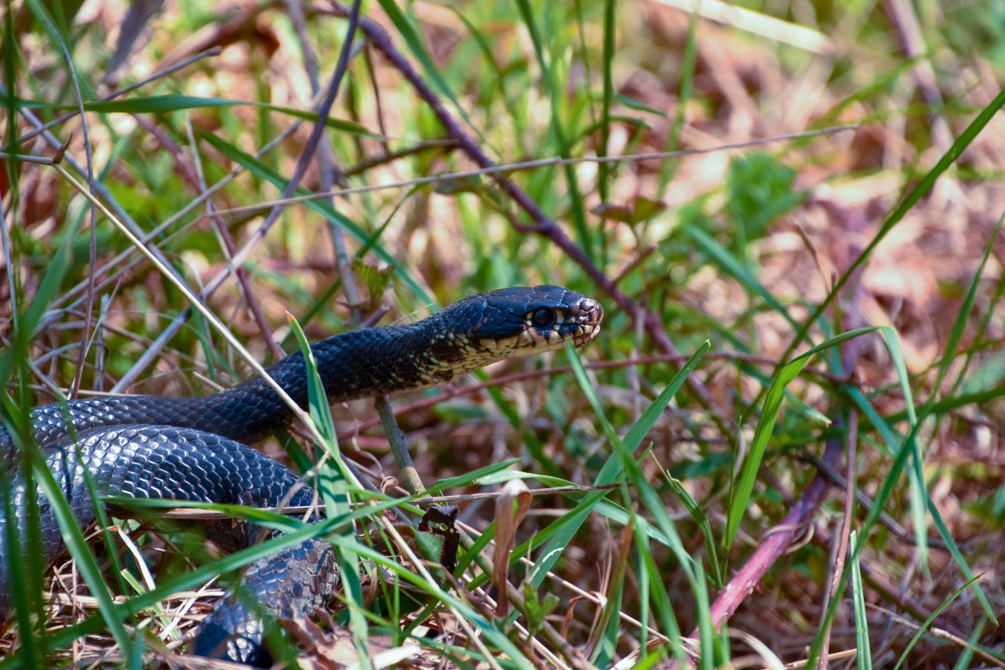 Biacco, Hierophis viridiflavus - Foto di Saša Alexandar Polimanti - animalwatching.it Biacco, Hierophis viridiflavus - Foto di Saša Alexandar Polimanti - animalwatching.it