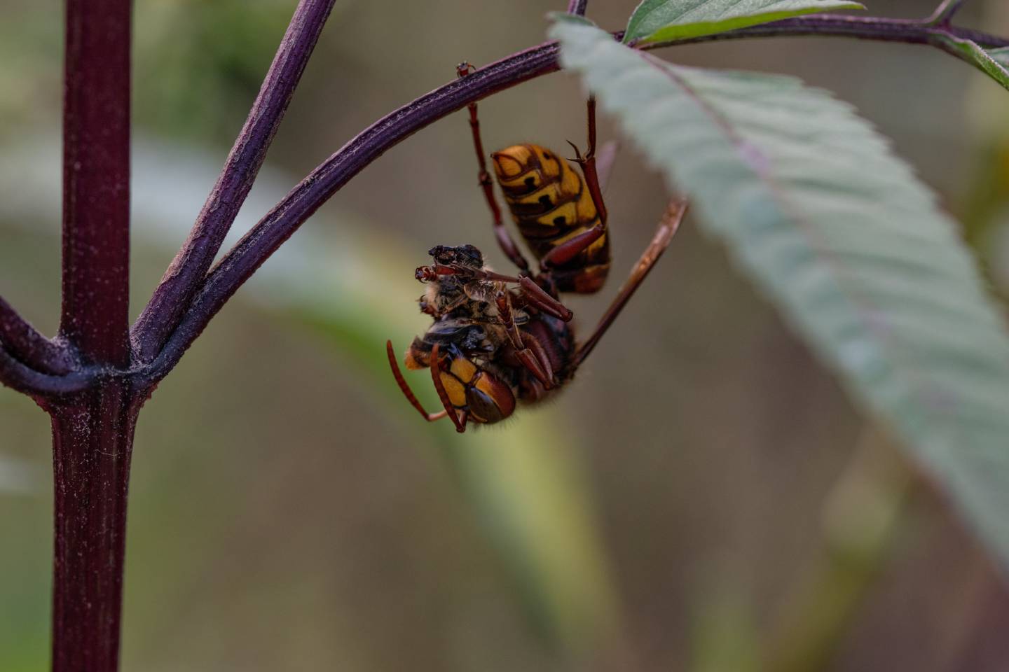 Calabrone, Vespa crabro - Foto di Saša Alexandar Polimanti - animalwatching.it