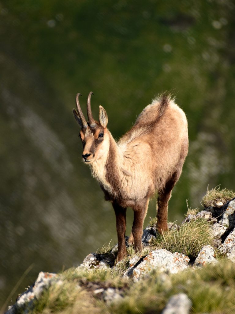 Il Portale dell’Animal Watching - animalwatching.it