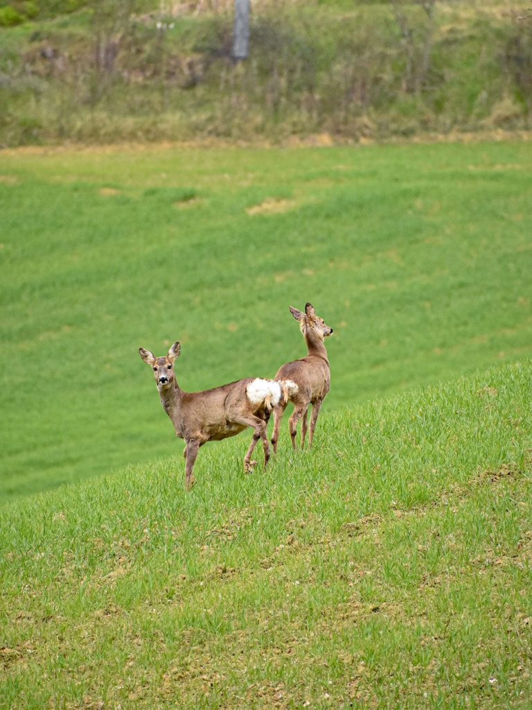 Il Portale dell’Animal Watching - animalwatching.it