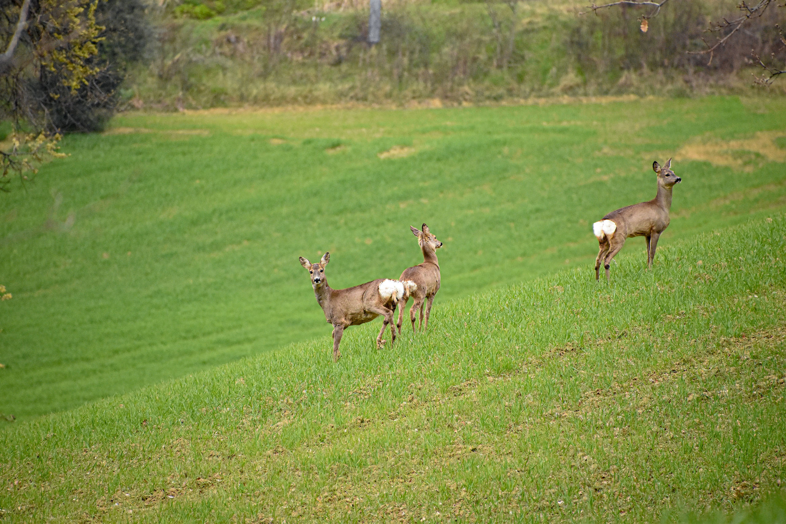 Capriolo, Capreolus capreolus • animalwatching.it