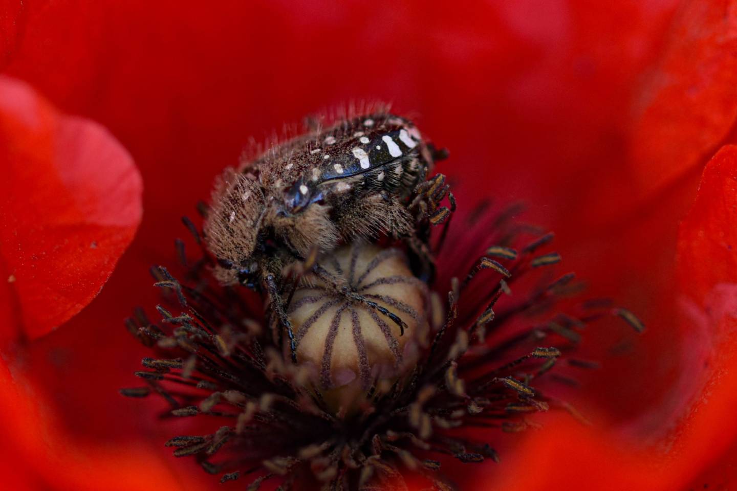 Cetoniella, Oxythyrea funesta - Foto di Saša Alexandar Polimanti - animalwatching.it