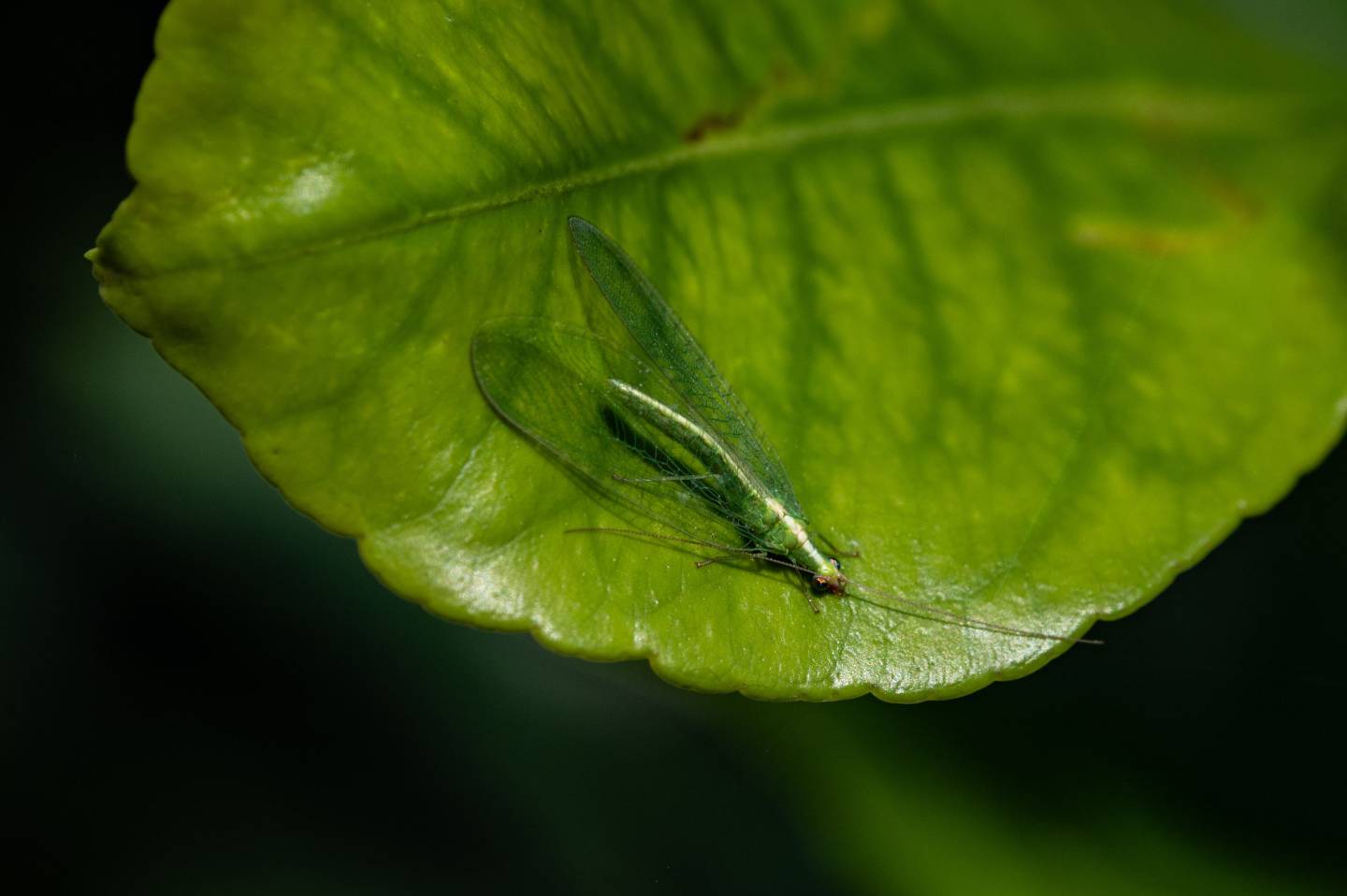 Crisopa, Chrysoperla carnea - Foto di Saša Alexandar Polimanti - animalwatching.it Crisopa, Chrysoperla carnea - Foto di Saša Alexandar Polimanti - animalwatching.it