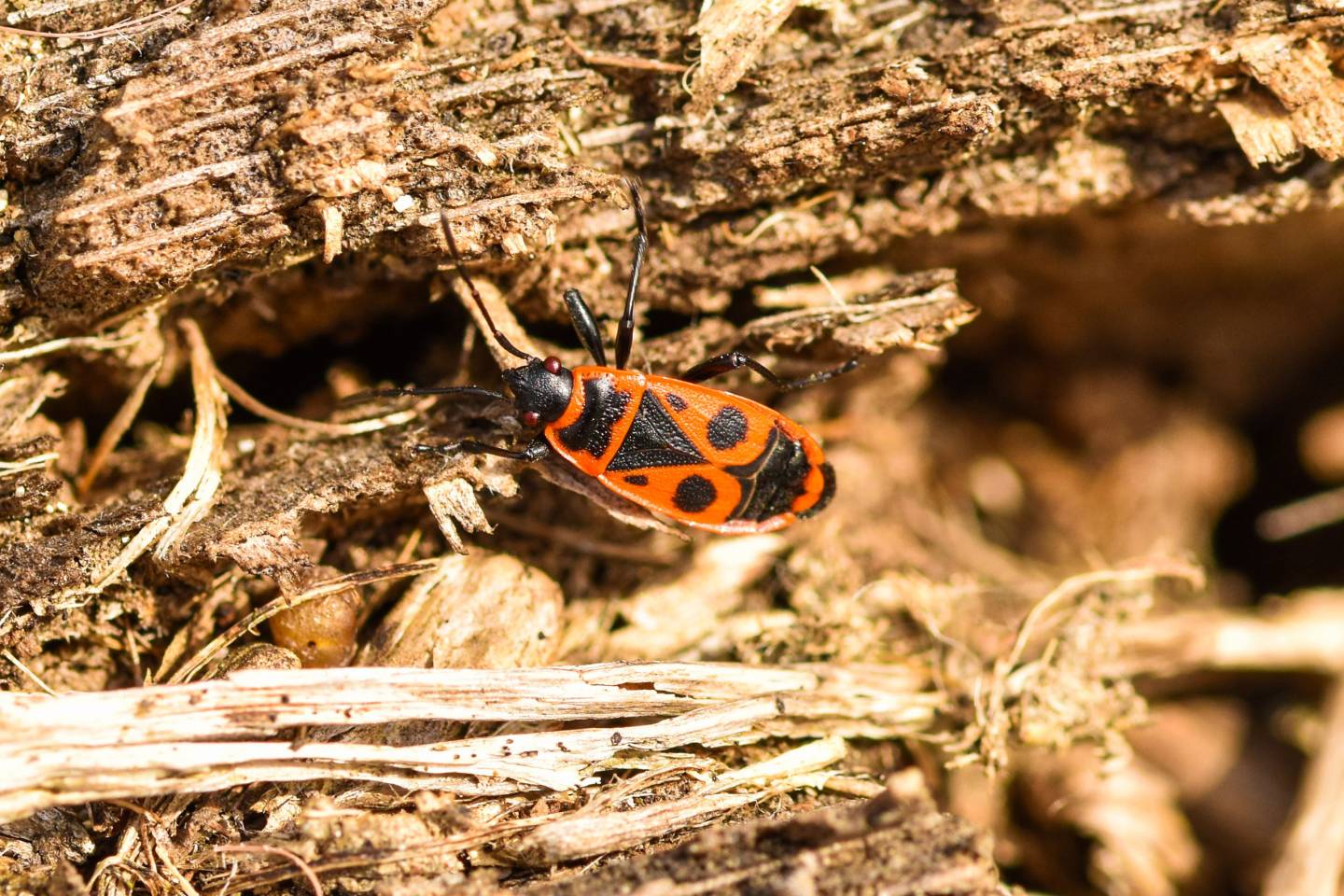 Cimice Rossonera, Pyrrhocoris apterus - Foto di Saša Alexandar Polimanti - animalwatching.it