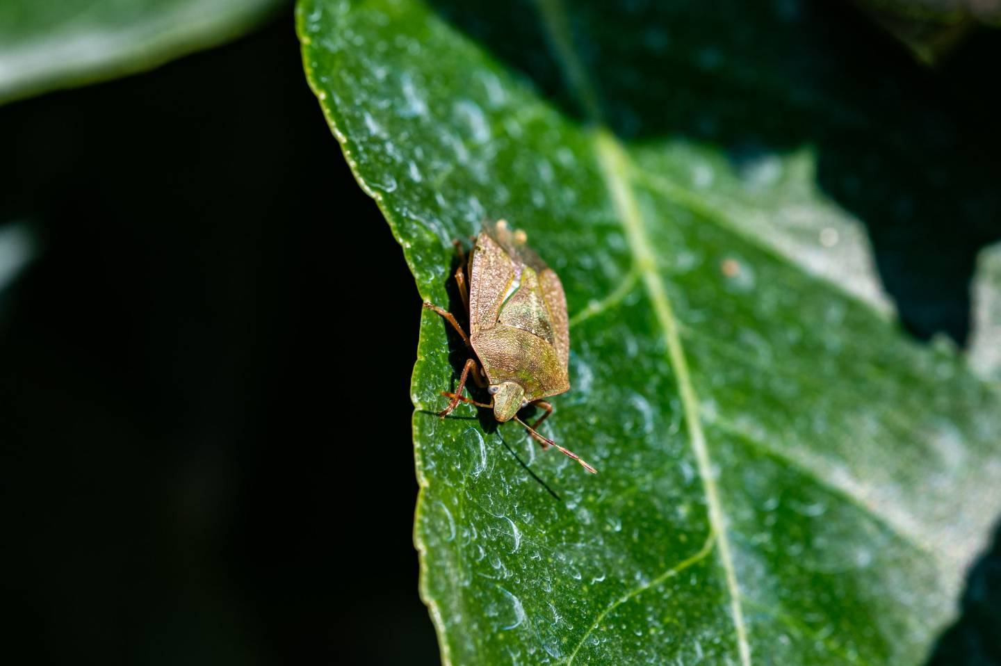Cimice Verde, Nezara viridula - Foto di Saša Alexandar Polimanti - animalwatching.it