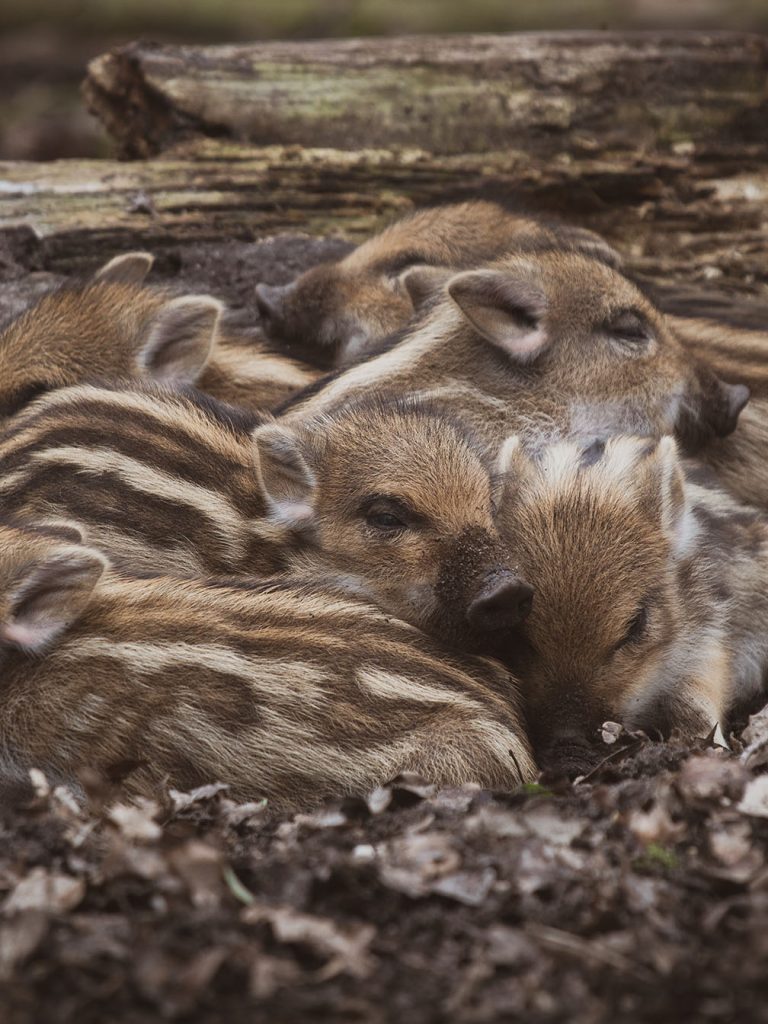 Il Portale dell’Animal Watching - animalwatching.it