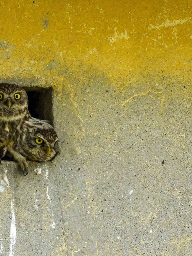 Il Portale dell’Animal Watching - animalwatching.it