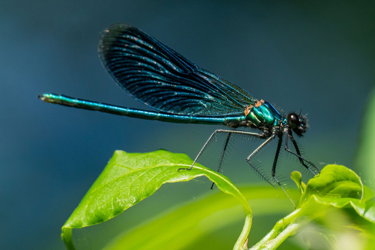 Damigella Splendente, Calopteryx splendens - Foto di Osvaldo Anfossi - animalwatching.it Damigella Splendente, Calopteryx splendens - Foto di Osvaldo Anfossi - animalwatching.it