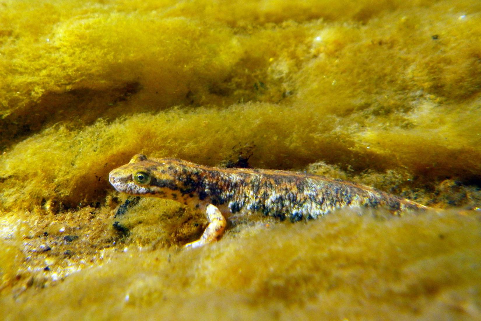 Tritone Sardo, Euproctus platycephalus - Foto di Enrico Lunghi - animalwatching.it