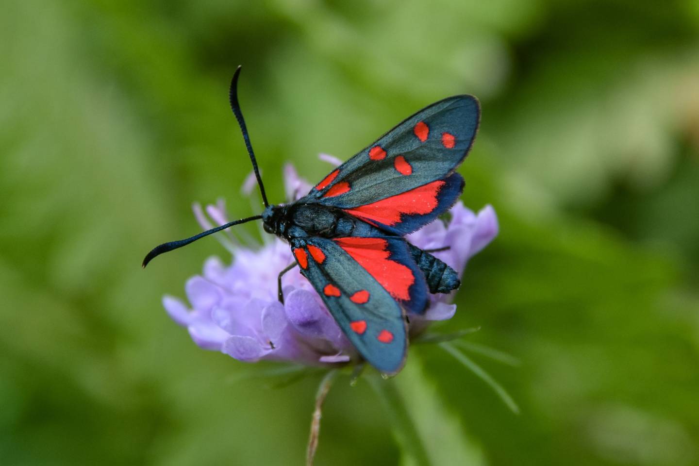 Falena Oxytropis, Zygaena oxytropis - Foto di Saša Alexandar Polimanti - animalwatching.it Falena Oxytropis, Zygaena oxytropis - Foto di Saša Alexandar Polimanti - animalwatching.it