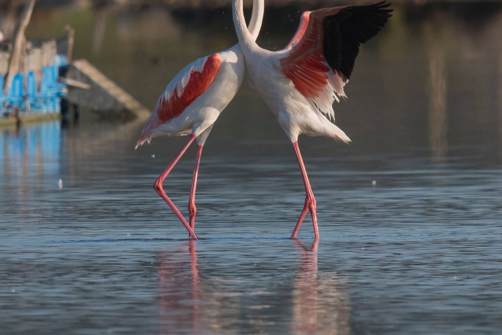 Fenicottero Rosa, Phoenicopterus roseus - Foto di Cristiano De Zolt - animalwatching.it