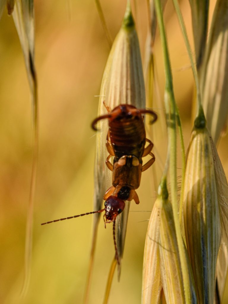 Il Portale dell’Animal Watching - animalwatching.it