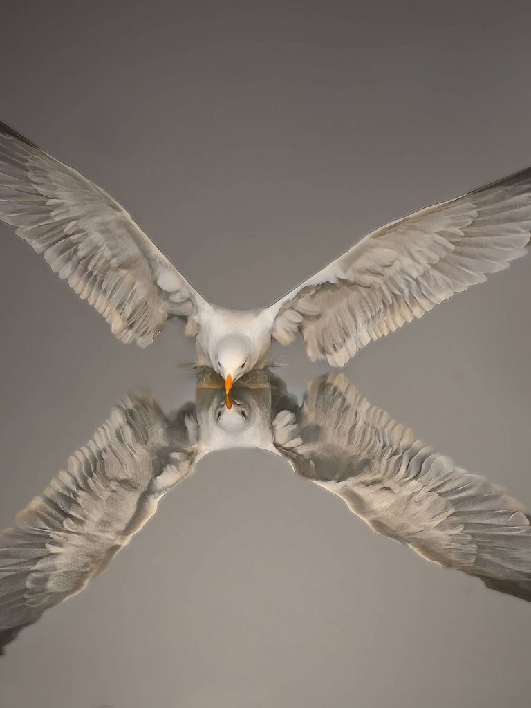 Il Portale dell’Animal Watching - animalwatching.it