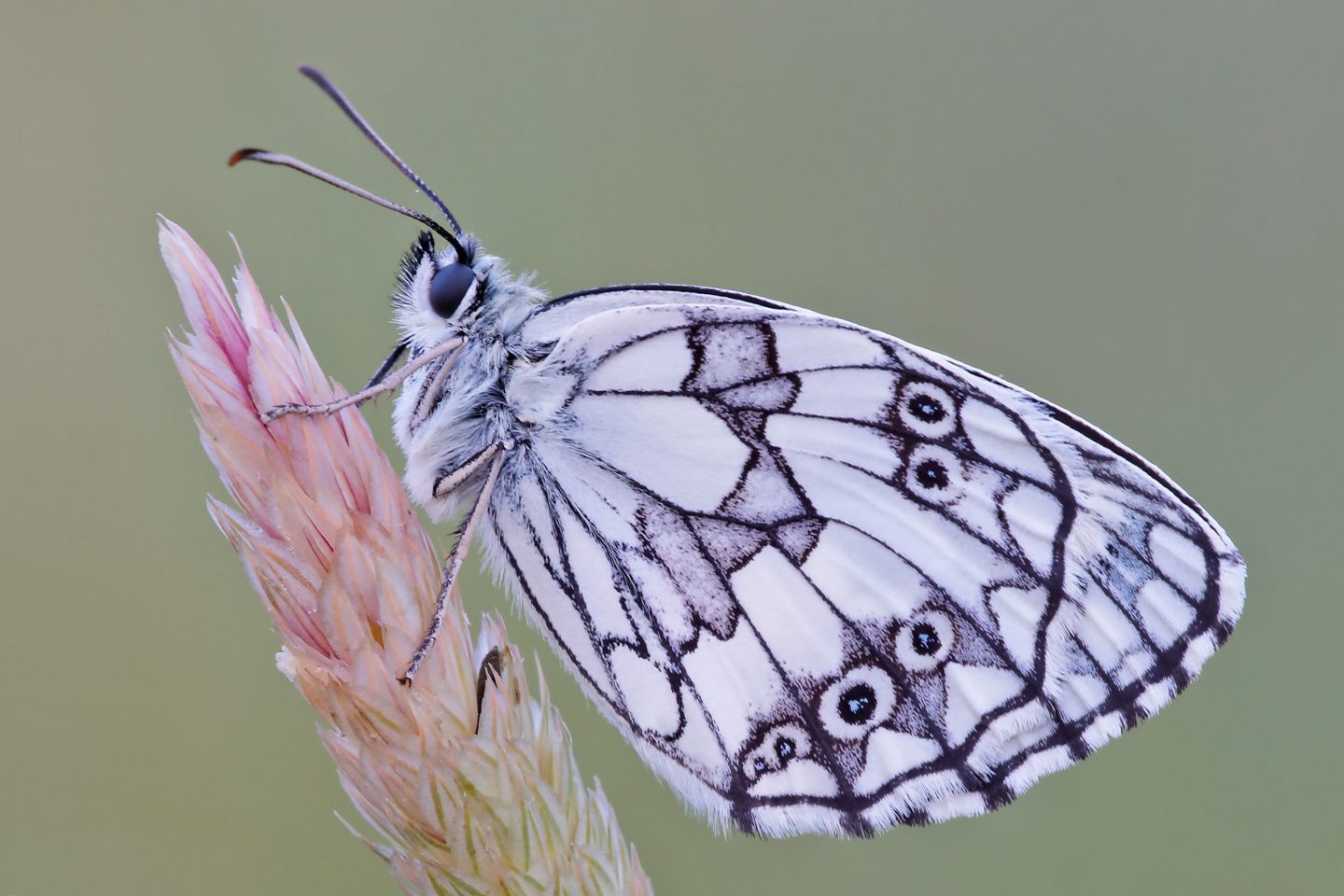 Galatea, Melanargia Galathea - Foto di Fabio Pisciotta - animalwatching.it