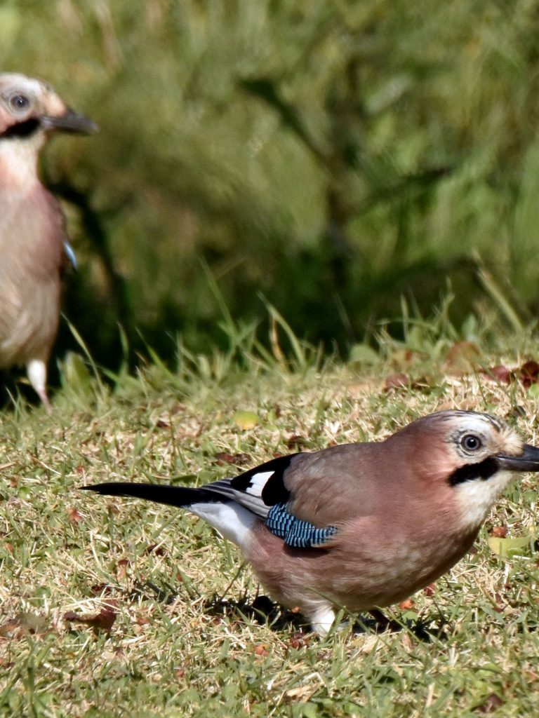 Il Portale dell’Animal Watching - animalwatching.it