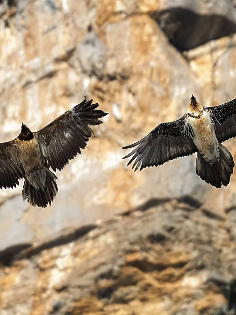 Il Portale dell’Animal Watching - animalwatching.it