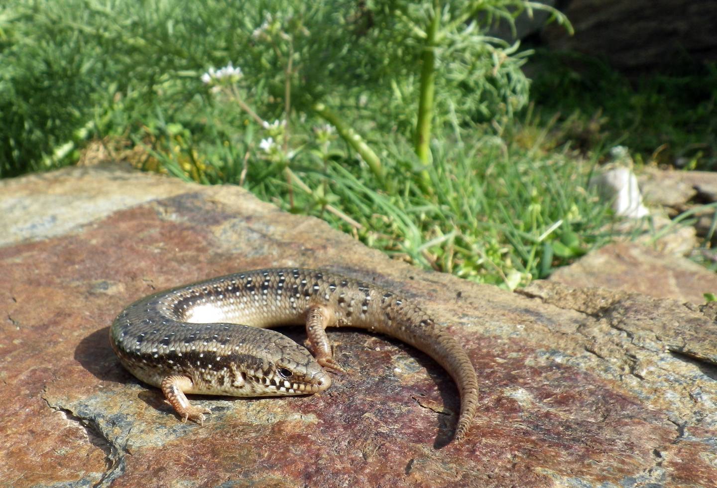 Gongilo, Chalcides ocellatus - Foto di Enrico Lunghi - animalwatching.it