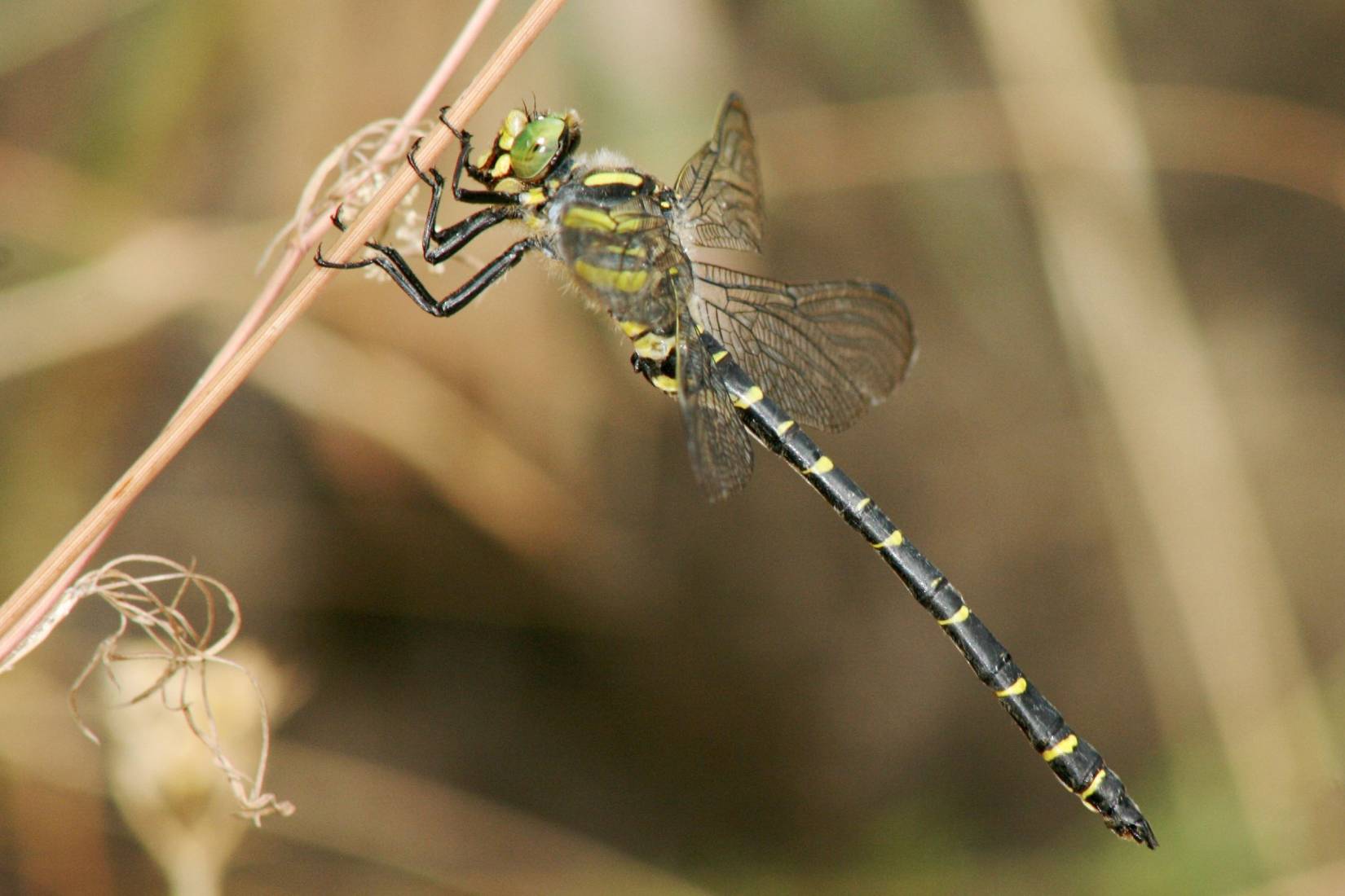Guardaruscello Meridionale, Cordulegaster trinacriae - Foto di Andrea Corso - animalwatching.it