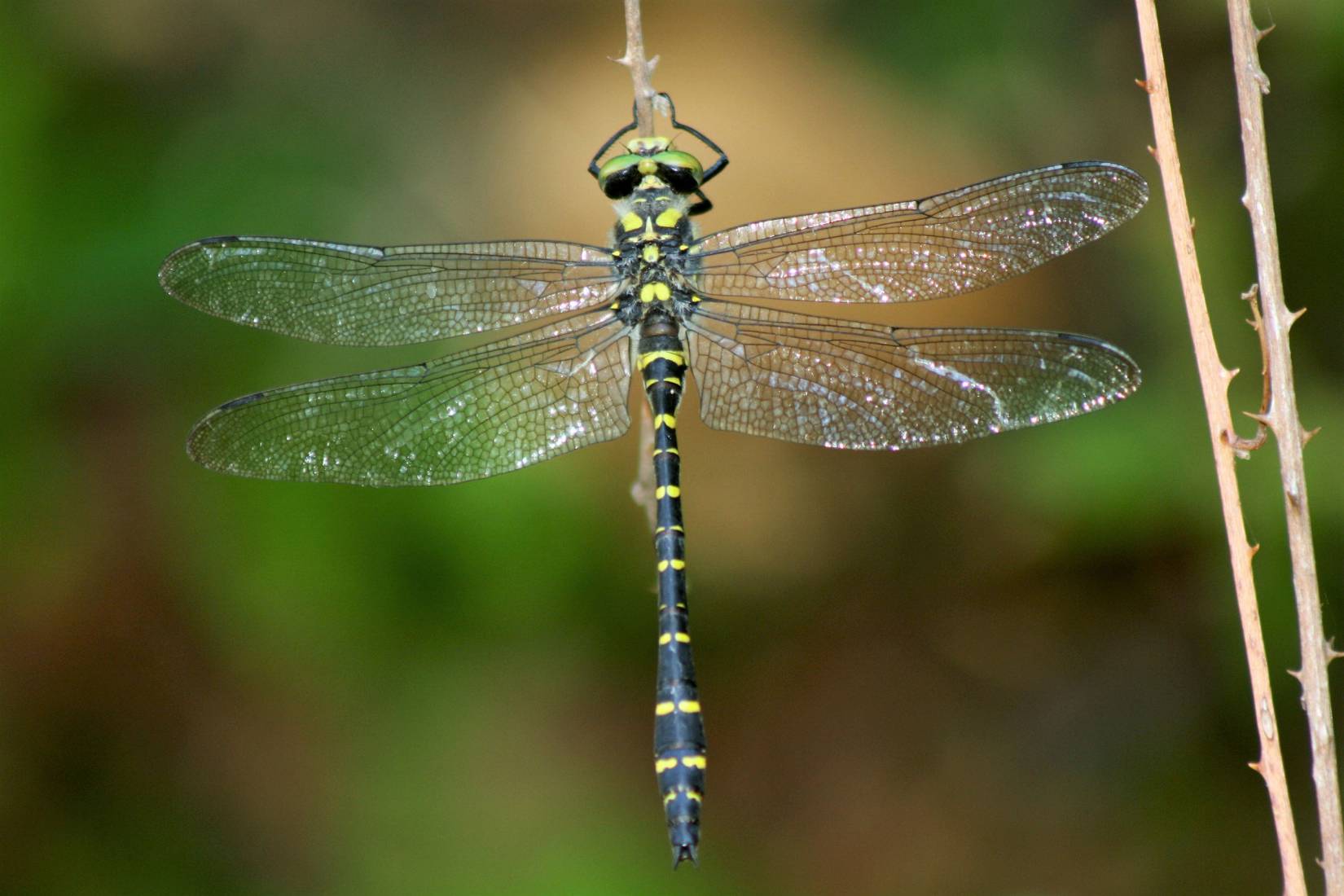 Guardaruscello Meridionale, Cordulegaster trinacriae - Foto di Andrea Corso - animalwatching.it