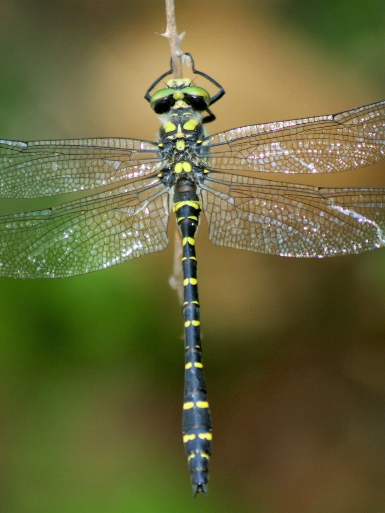 Il Portale dell’Animal Watching - animalwatching.it