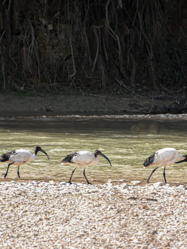 Il Portale dell’Animal Watching - animalwatching.it