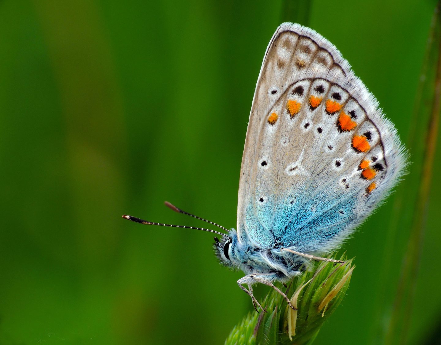 Icaro, Polyommatus icarus - Foto di Gianluca Doremi - animalwatching.it