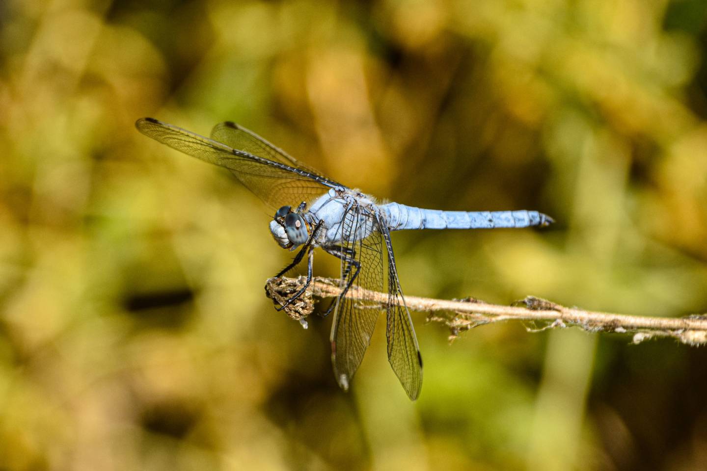 Spangled Skimmer, Libellula cyanea - Foto di Saša Alexandar Polimanti - animalwatching.it