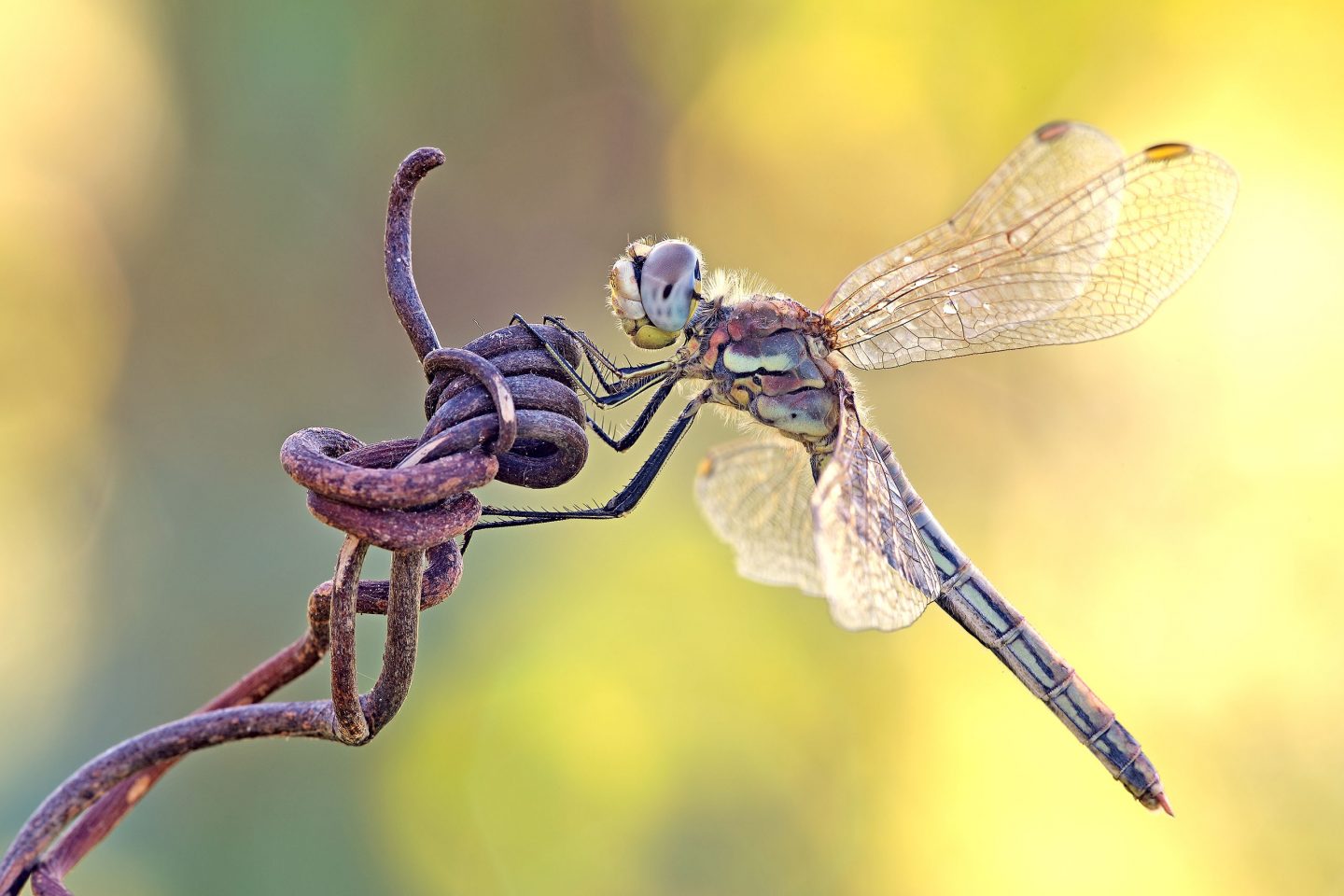 Cardinale Venerosse, Sympetrum fonscolombii - Foto di Fabio Pisciotta - animalwatching.it Cardinale Venerosse, Sympetrum fonscolombii - Foto di Fabio Pisciotta - animalwatching.it