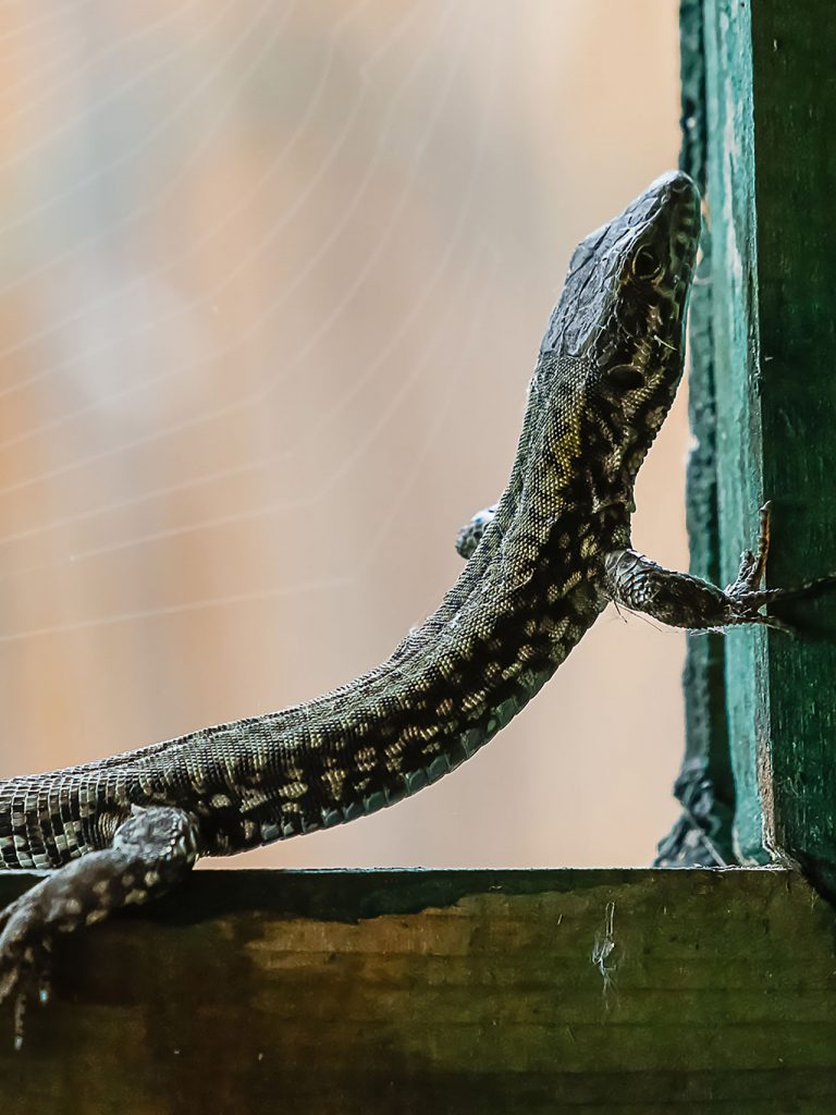 Il Portale dell’Animal Watching - animalwatching.it
