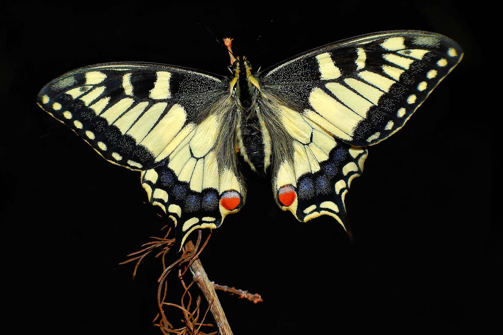 Macaone, Papilio machaon - Foto di Gianluca Doremi - animalwatching.it
