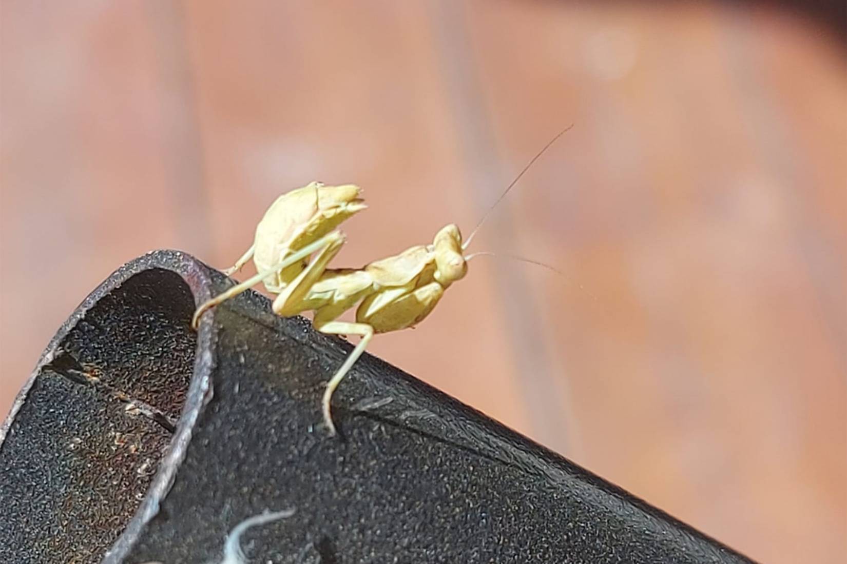 Mantide Nana Spinosa, Ameles fasciipennis - Foto di Silvano - animalwatching.it