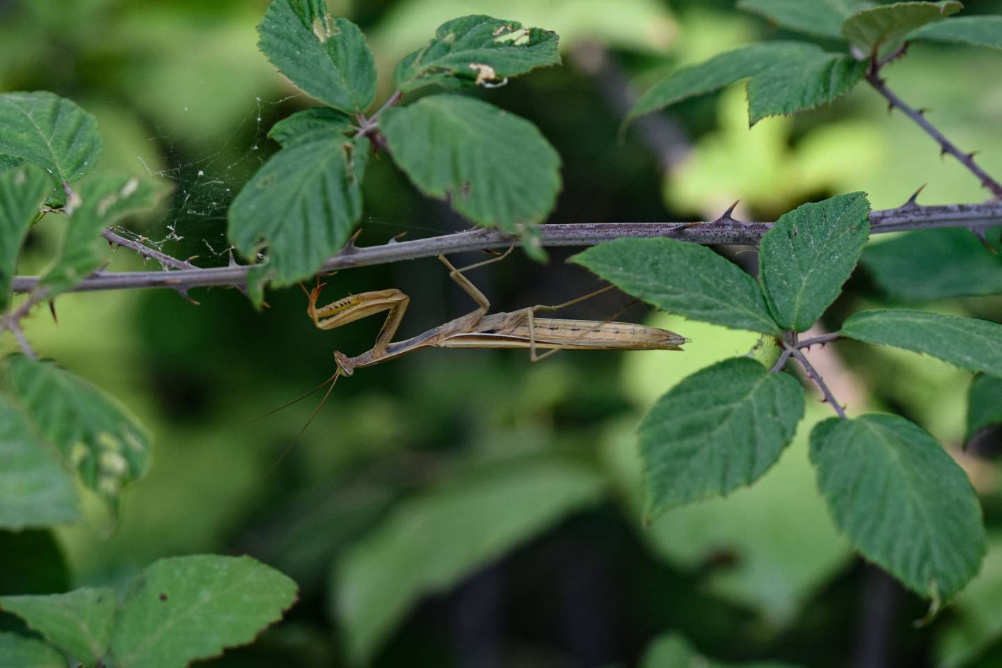 Mantide Europea, Mantis religiosa - Foto di Saša Alexandar Polimanti - animalwatching.it
