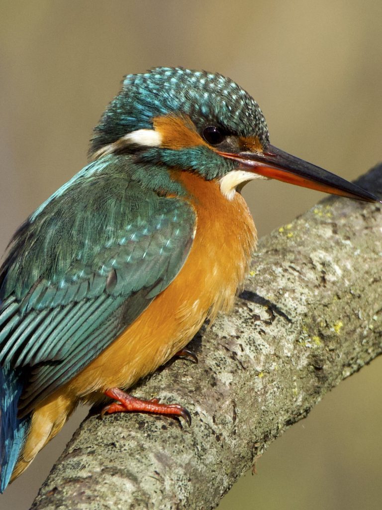Il Portale dell’Animal Watching - animalwatching.it