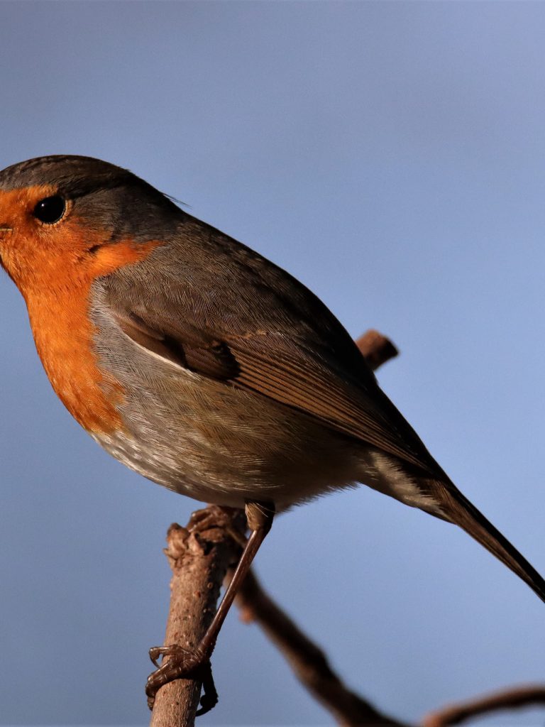 Il Portale dell’Animal Watching - animalwatching.it