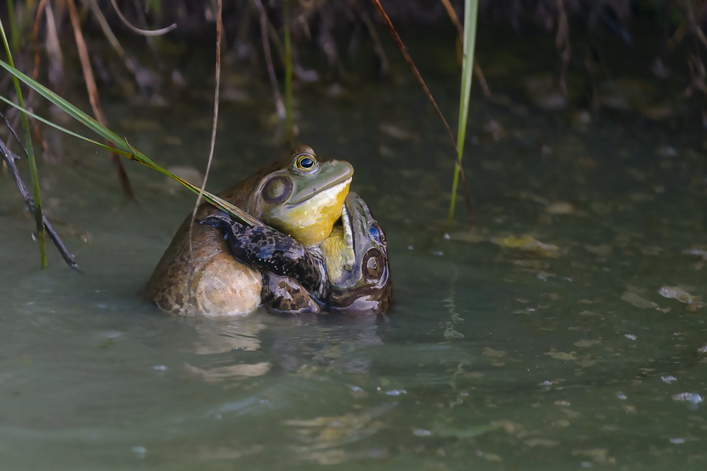 Rana Toro, Lithobates catesbeianus - Foto di Raffaele di Martino - animalwatching.it