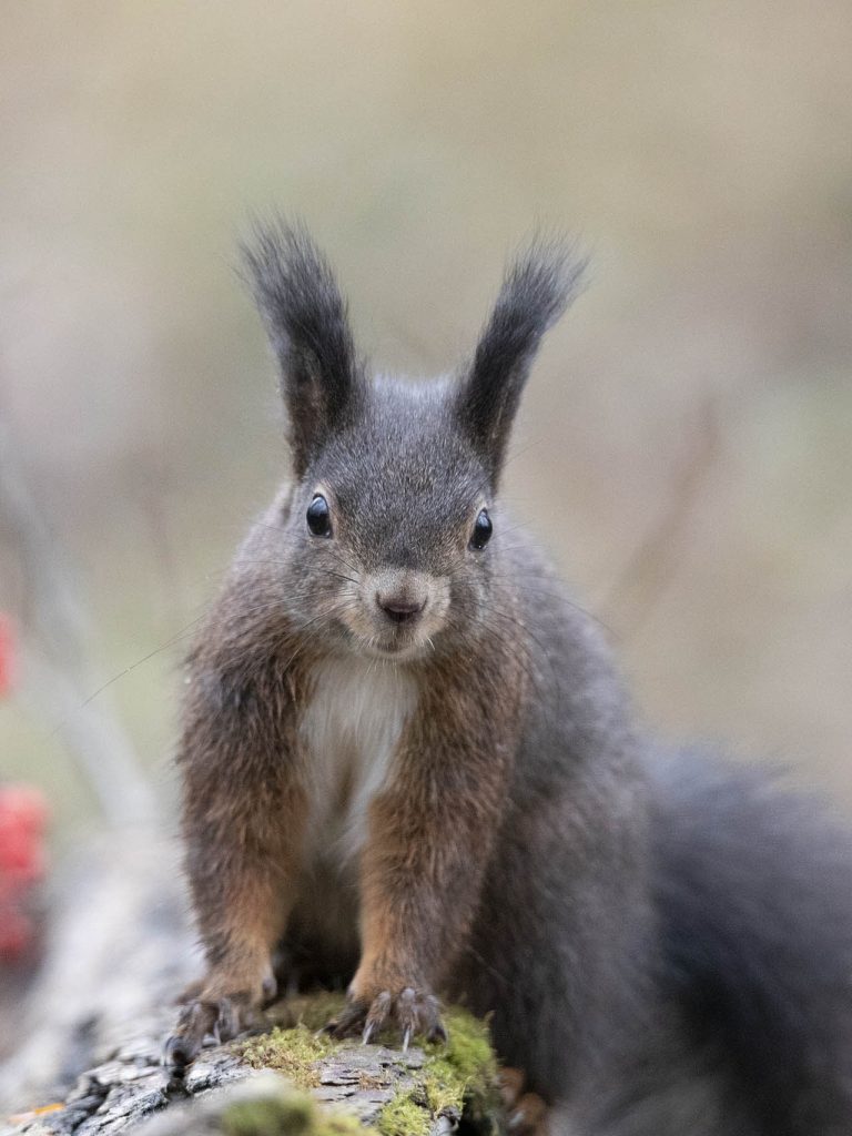 Il Portale dell’Animal Watching - animalwatching.it