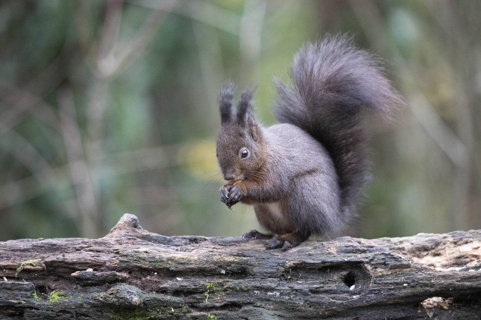 Scoiattolo comune, Sciurus vulgaris - Foto di Valeriano Menarello - animalwatching.it