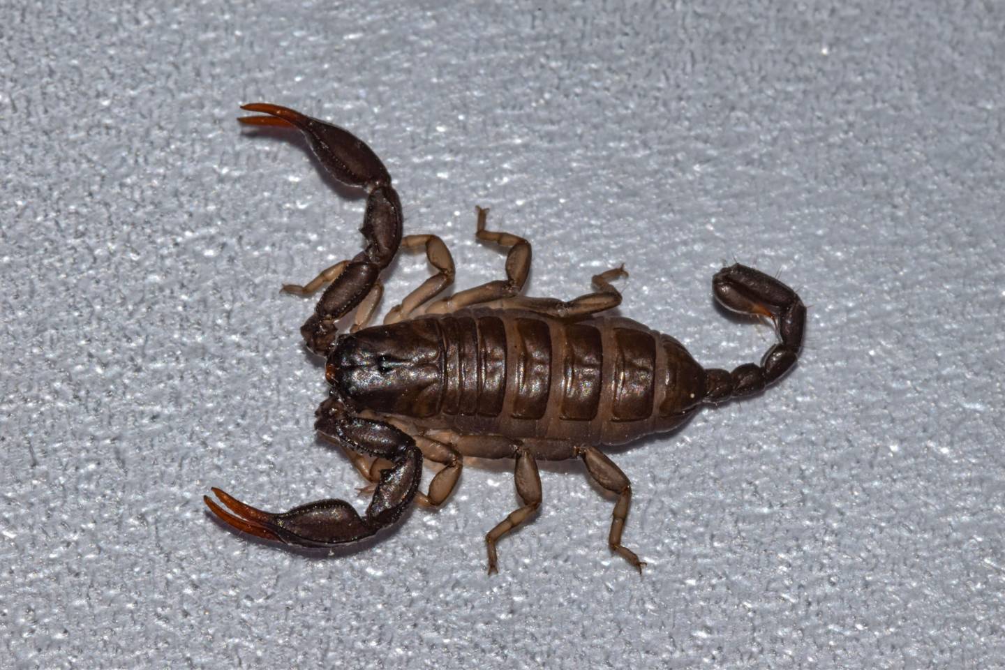 Scorpione Italiano, Euscorpius italicus - Foto di Saša Alexandar Polimanti - animalwatching.it