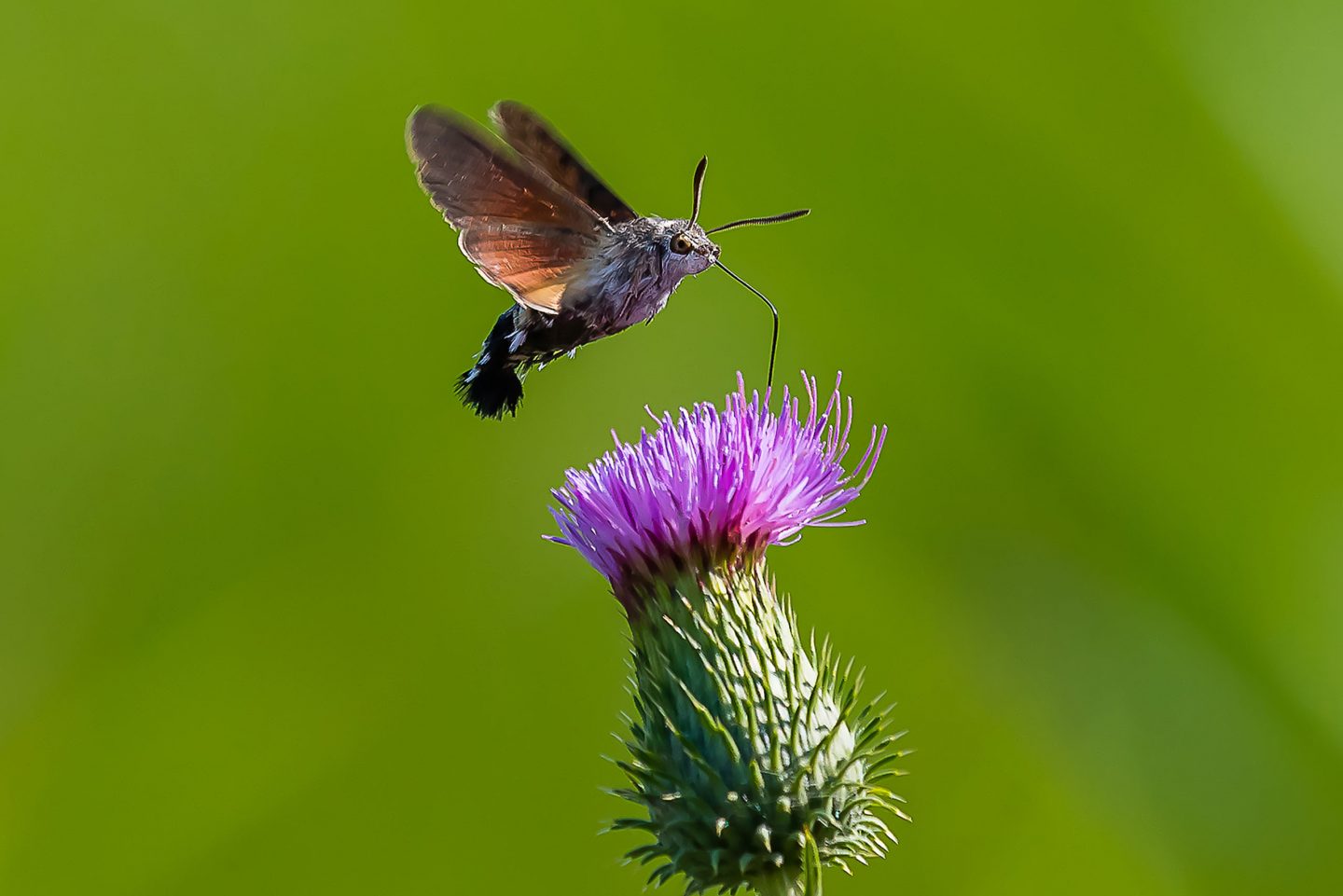 Sfinge Colibrì, Macroglossum stellatarum - Foto di Raffaele di Martino - animalwatching.it