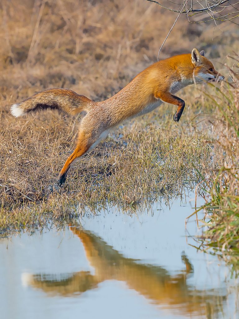 Il Portale dell’Animal Watching - animalwatching.it